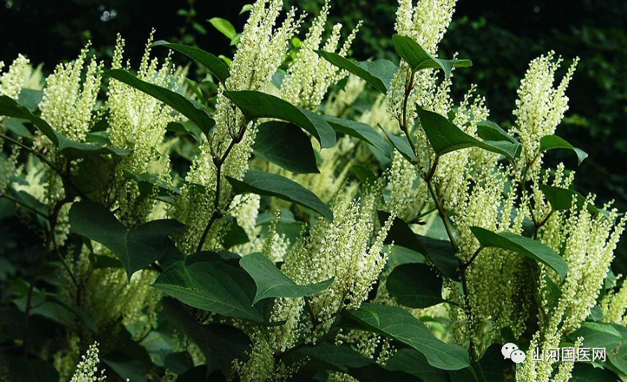 Bencao Gangmu: Hu Zhang (Japanese Knotweed)