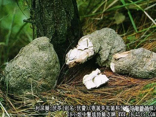 The Efficacy and Functions of Poria (Fu Ling)