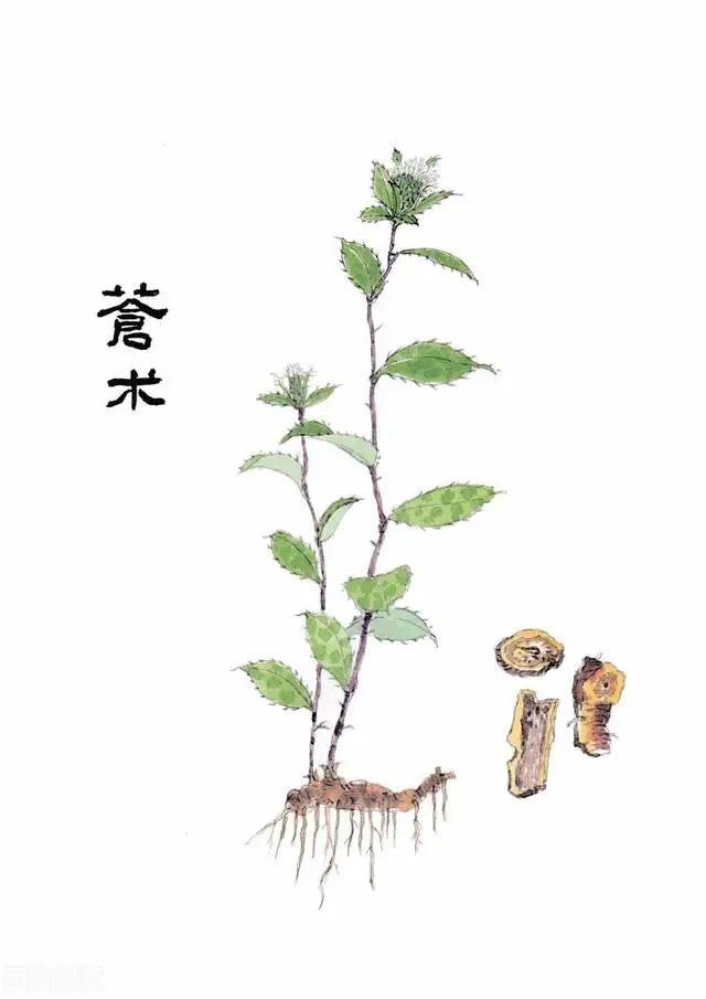 Exploring Cang Zhu: A Remedy for Wind, Dampness, and Cold, Alleviating Headaches, Body Pain, and Bone Pain