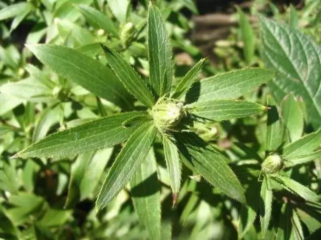 The Power of Cang Zhu: A Remedy for Various Ailments!