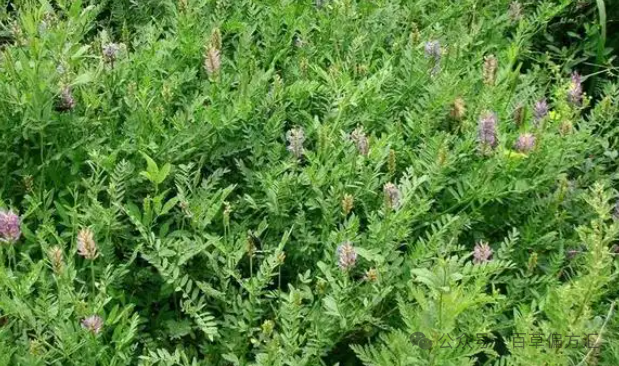 Astragalus: A Treasure for Health, Beneficial for Various Ailments!
