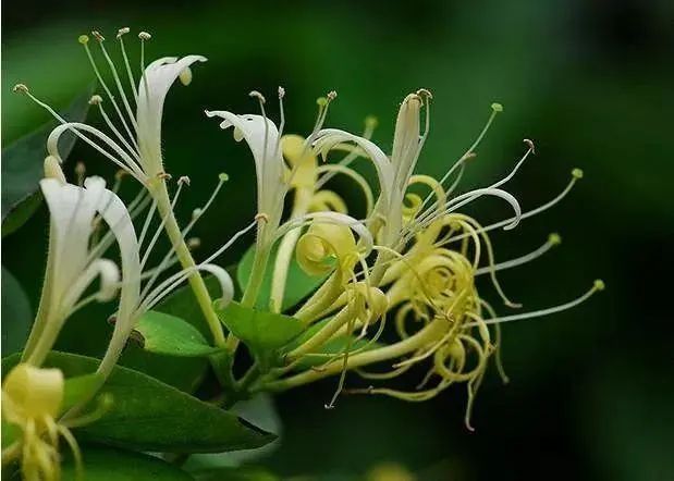 Honeysuckle: A Comprehensive Overview