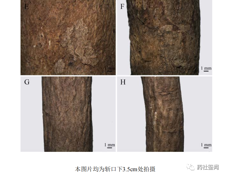 Traditional Chinese Medicine - Huangqi (Astragalus Root)