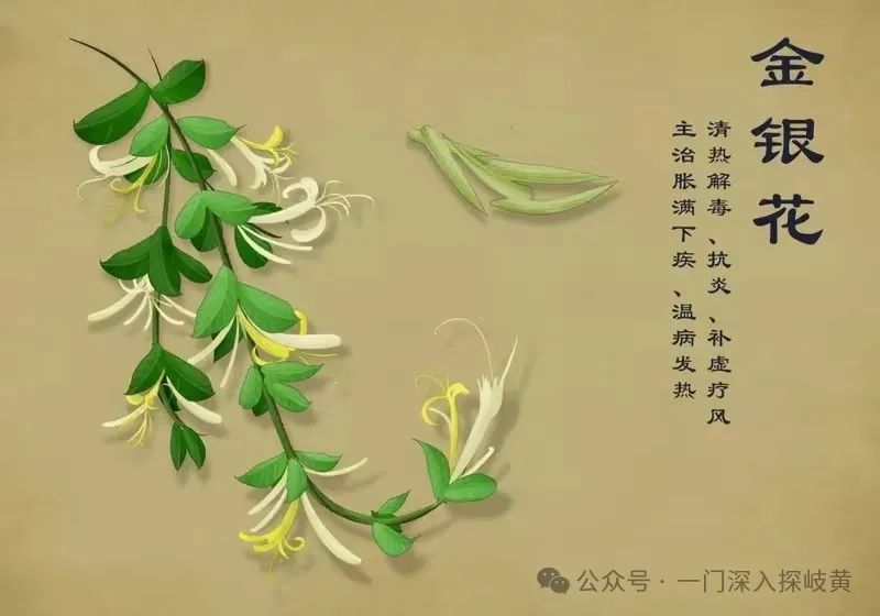 A Few Medical Insights on Jin Yin Hua (Honeysuckle)