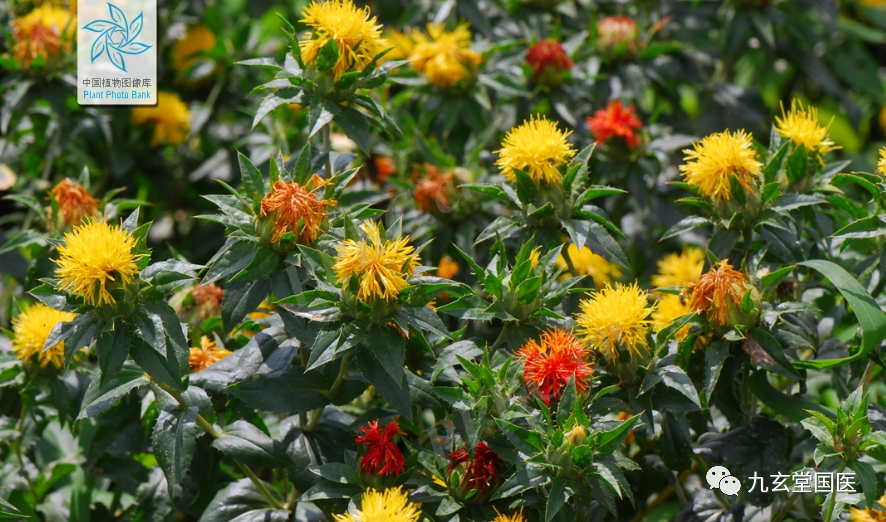 Traditional Chinese Medicine: The Properties and Uses of Honghua (Safflower)
