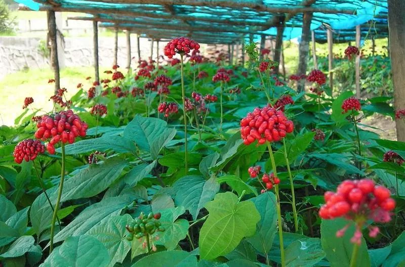 The Efficacy and Consumption Methods of Ginseng