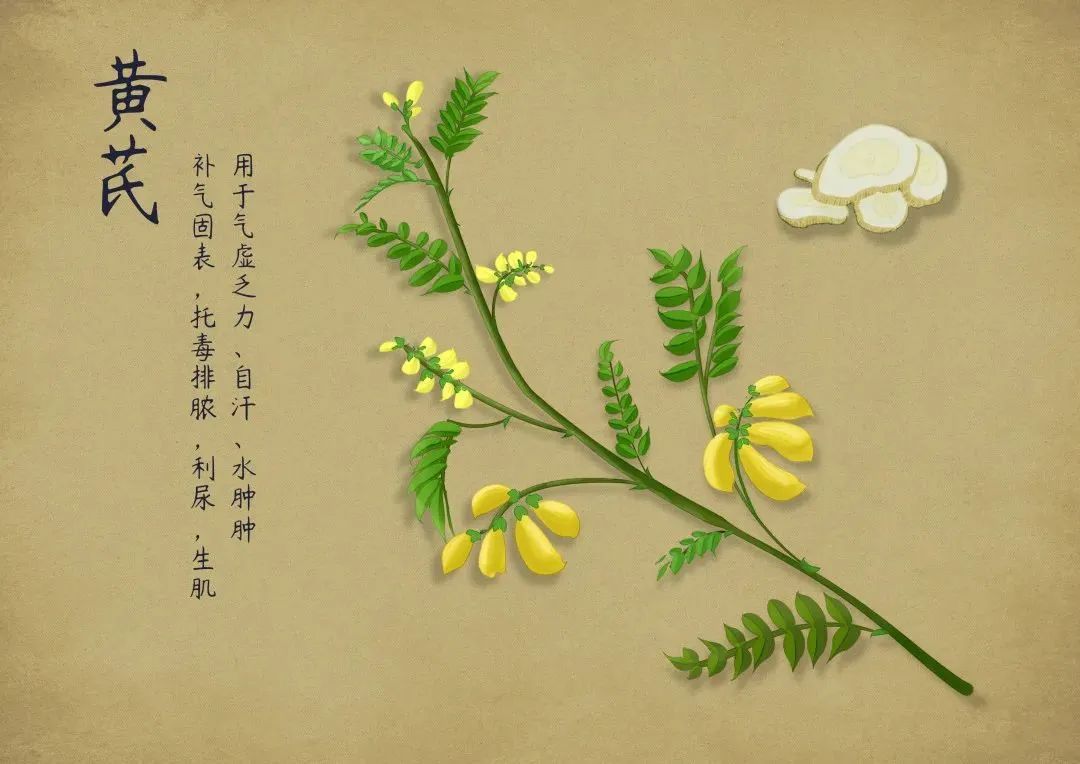 Guide to the Use of Qi-Boosting Herb "Huang Qi"