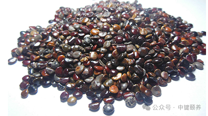 Traditional Chinese Medicine Classroom: Zhi Zhu Zi (Ziziphus jujuba)!