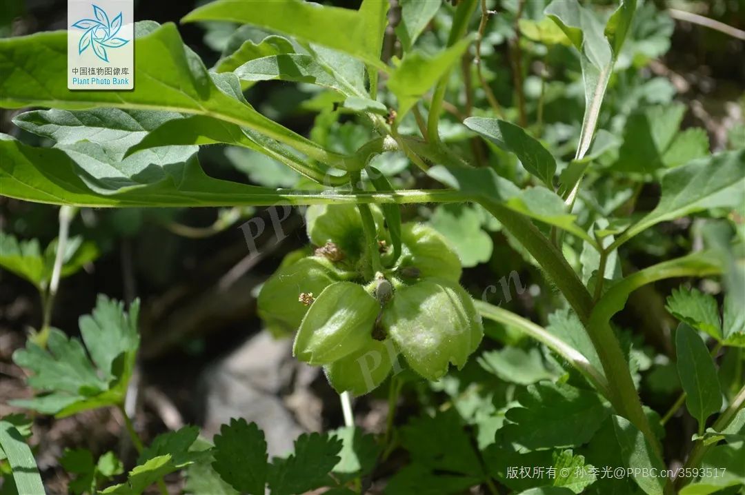 Understanding a Chinese Herbal Medicine Each Day: Ginseng