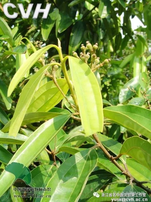 Cinnamon (Rou Gui): A Distinct Herb with Unique Clinical Efficacies