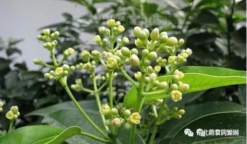 Knowledge of Chinese Medicinal Materials: Cinnamon