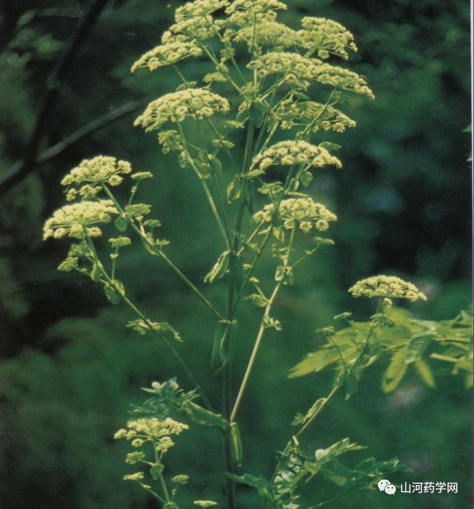Traditional Chinese Medicine: Chuanxiong (Ligusticum Chuanxiong)