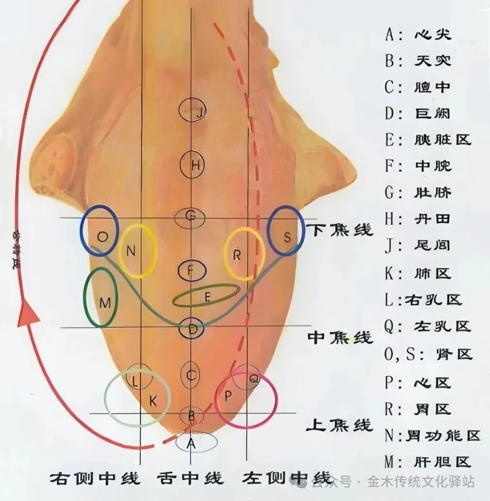 Traditional Chinese Medicine Tongue Diagnosis (Recommended for Collection)