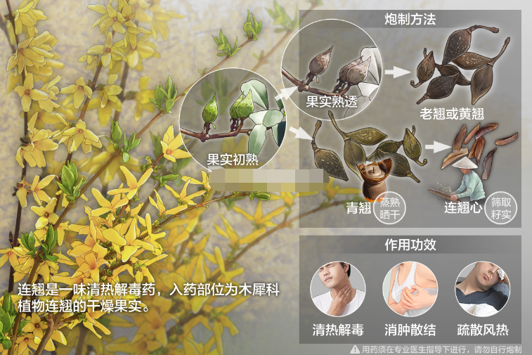 The Efficacy and Functions of Lianqiao (Forsythia)