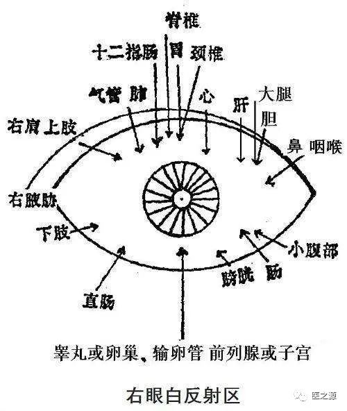 Introduction to Traditional Chinese Medicine: Chapters One and Two of TCM Diagnosis (Introduction and Observation Diagnosis)