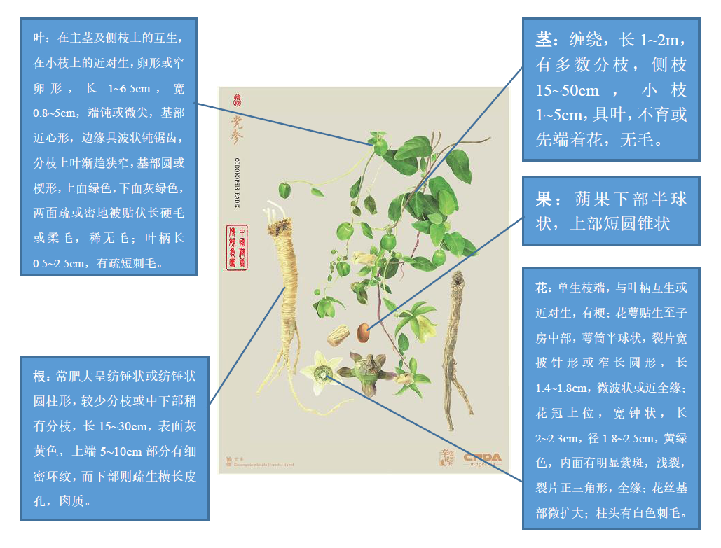 The Synergy of Food and Medicine: Strengthening the Spleen and Nourishing the Lungs