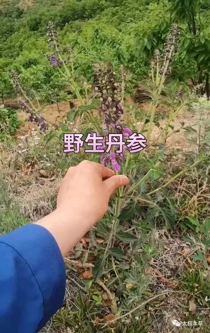 Dan Shen: A Valuable Herb for Heart Disease, Thrombosis Prevention, and Trauma Recovery