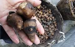 The Controversy of Aconite: A Study on Fuzi (Aconitum)