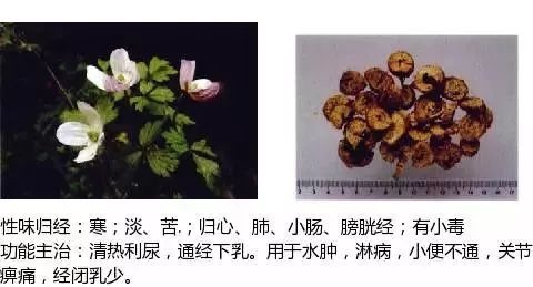 500 Illustrations of Chinese Medicinal Herbs with Efficacy and Indications (Part 1)