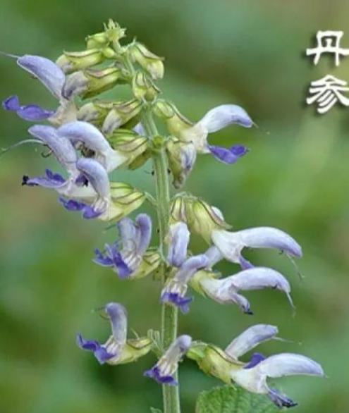The Medicinal Value of Dan Shen: 6 Remarkable Health Benefits!