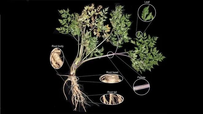 Angelica Sinensis: The Story Behind This Chinese Herbal Medicine