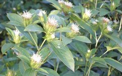 The Efficacy and Cultivation Techniques of Atractylodes