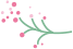 The Efficacy and Functions of Honeysuckle (Jin Yin Hua)