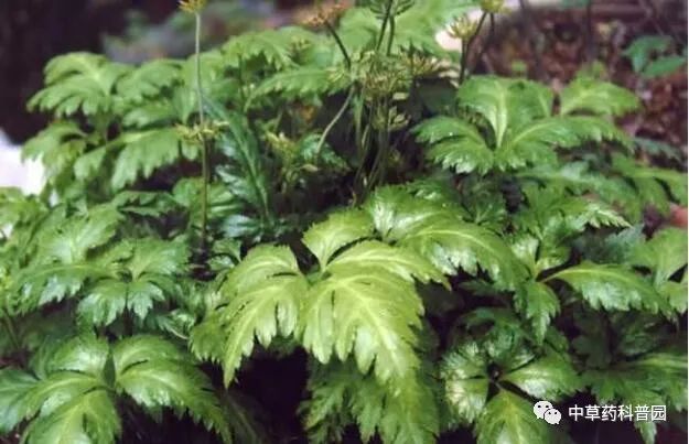 Huang Lian (Coptis Chinensis) - A Comprehensive Guide
