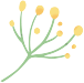 The Medicinal and Nutritional Benefits of Dang Shen (Codonopsis pilosula)