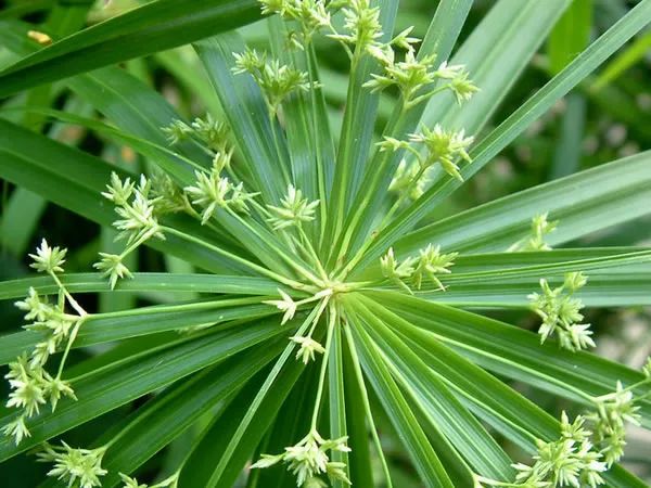 Exploring Chinese Medicinal Herbs: A Journey into the Compendium of Materia Medica (Part II)