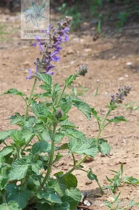 Traditional Chinese Medicine Herb: Dan Shen (Salvia miltiorrhiza)