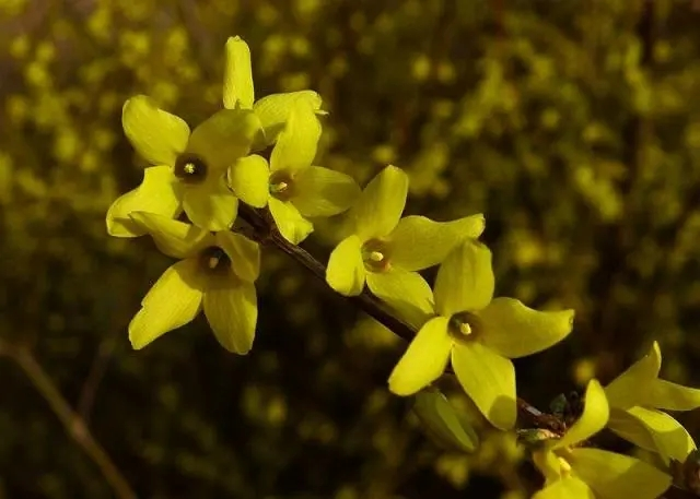 Pharmacological Insights into Forsythia