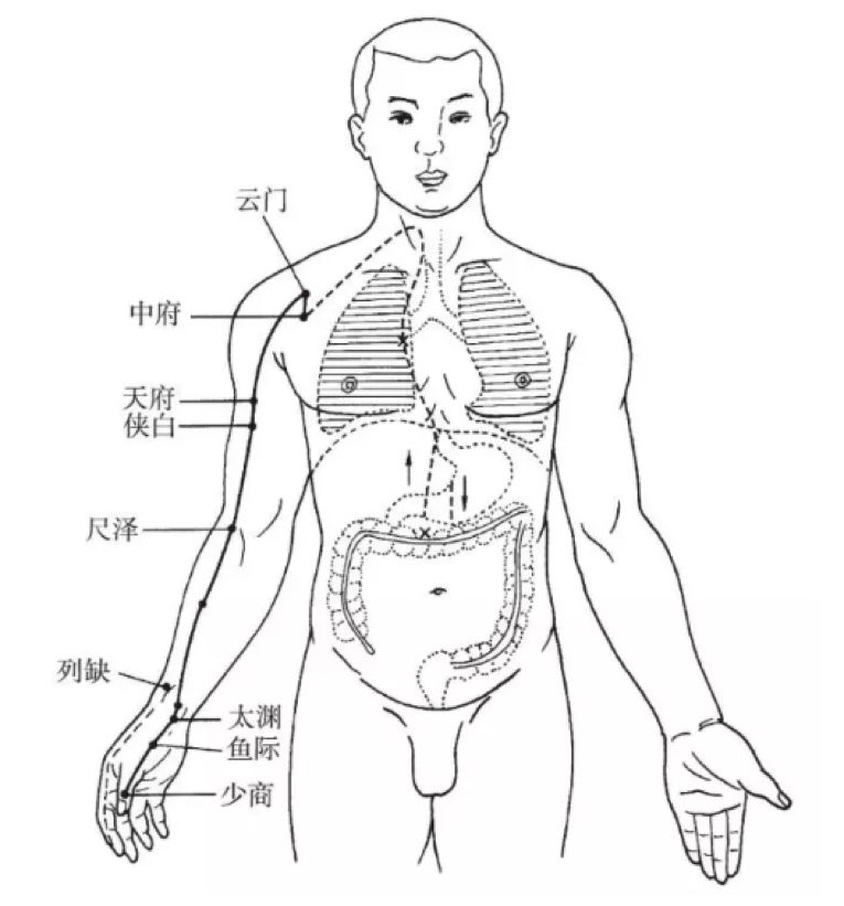 The Pathways and Interconnections of the Twelve Meridians