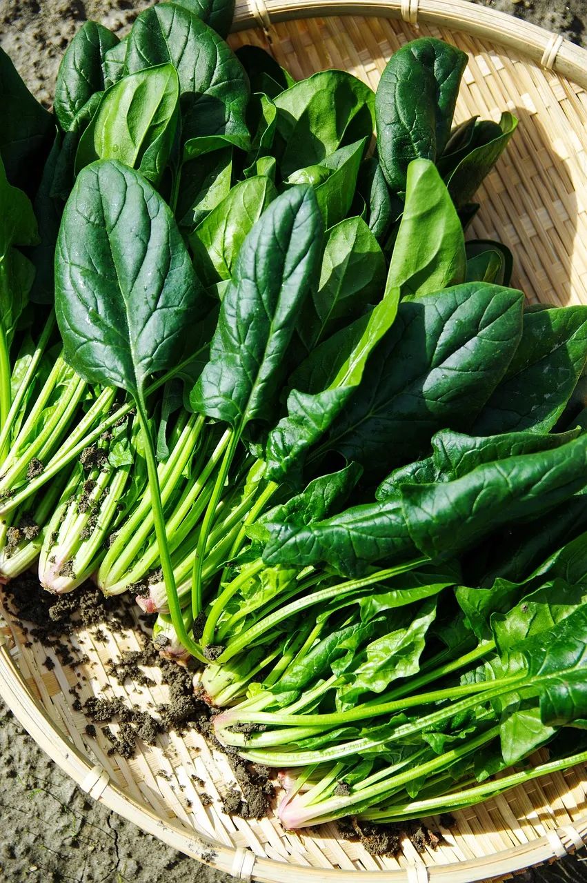 What to Eat for Blood Nourishment? Top Ten Blood-Nourishing Foods