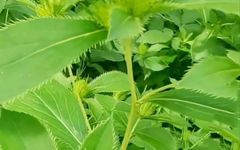 How to Consume Cang Zhu (Atractylodes)