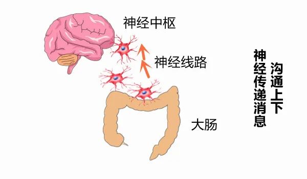 Understanding the Relationship Between the Large Intestine and the Lungs: Cold Dampness and Its Impact on the Spirit