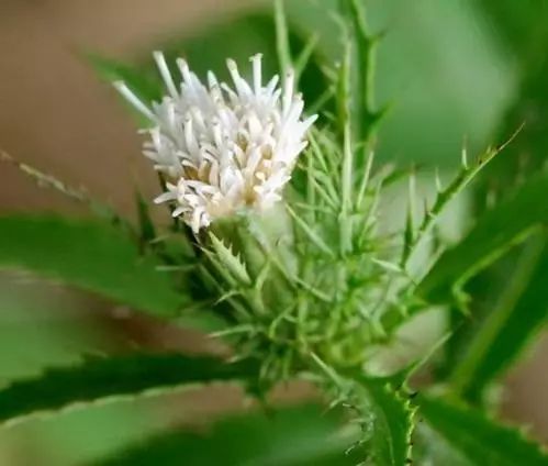 The Power of Cang Zhu: A Remedy for Various Ailments!
