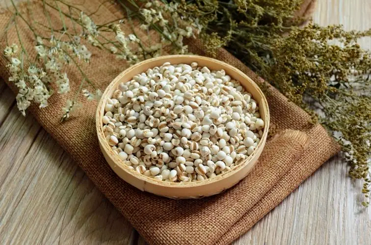 Understanding Coix Seed (Yi Yi Ren) in Traditional Chinese Medicine