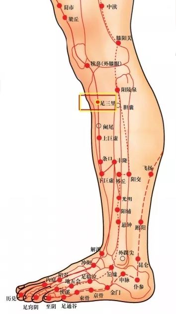 Acupoint Knowledge | Twelve Meridians: Stomach Meridian of the Foot Yangming and Zusanli