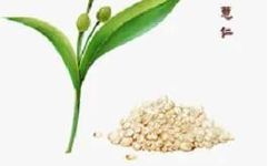 Lingnan Specialty Processing | The King of Gramineae, a Small Powerhouse for Dampness Removal