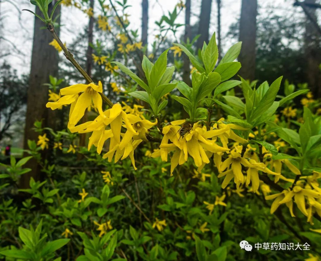 Traditional Chinese Medicine Herb: Lian Qiao (Forsythia)