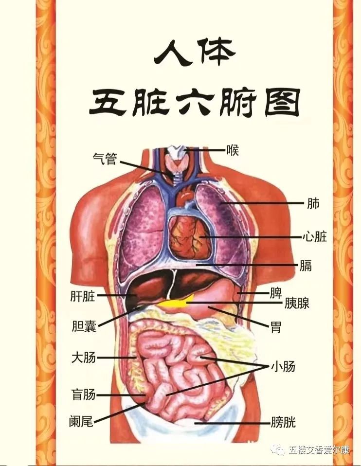 Summary of Common Diseases and Gua Sha Treatment Plans Including Human Reflex Maps, Contraindications, and Diagnosis of Sha Patterns