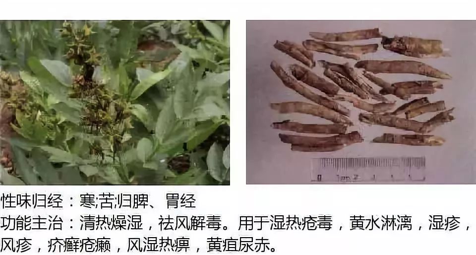 Illustrated Guide to Over 500 Chinese Medicinal Herbs (Including Therapeutic Effects)