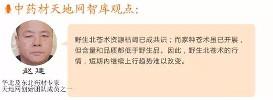 The Market Trends of Bei Cang Zhu (Atractylodes macrocephala) and Its Future Prospects
