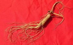 The Effects and Benefits of Ginseng: How to Consume Ginseng for Best Results