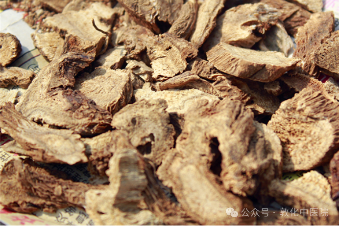 The Story of Cang Zhu (Atractylodes) in Traditional Chinese Medicine