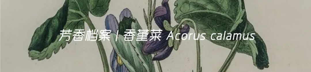 Aromatic Profile | Forsythia suspensa