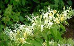 Clearing Heat and Detoxifying: The Benefits of Jin Yin Hua (Honeysuckle)