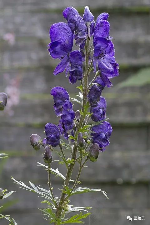 The Story of the Herb Fuzi (Aconite)