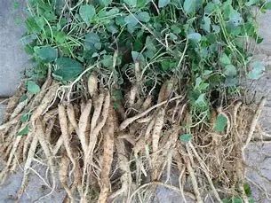 Effects and Contraindications of Codonopsis (Dang Shen) in Traditional Chinese Medicine